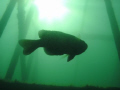   this really cool photo took bluegill Haigh Quarry Kankakee Illinois Sealife DC1200 camera stock please feel free give me any advice im beginner still  
